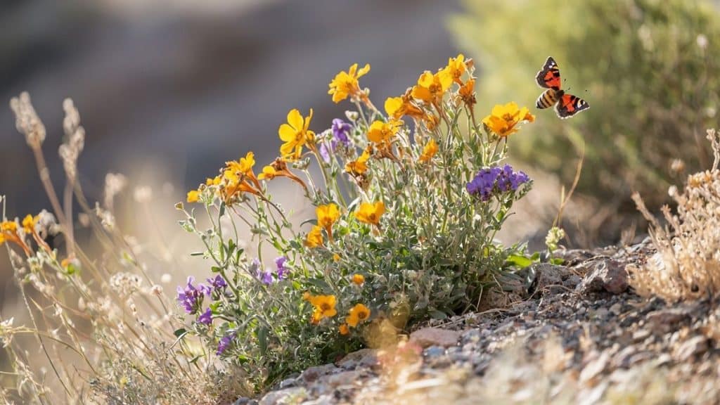 Ces 5 fleurs transforment le jardin sans jamais avoir besoin d'arrosage