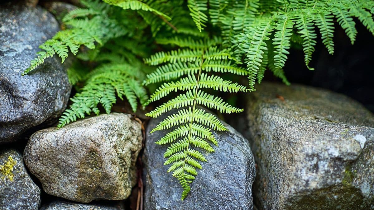 Cette fougère méconnue pousse même entre les pierres et garde le sol frais tout l’été