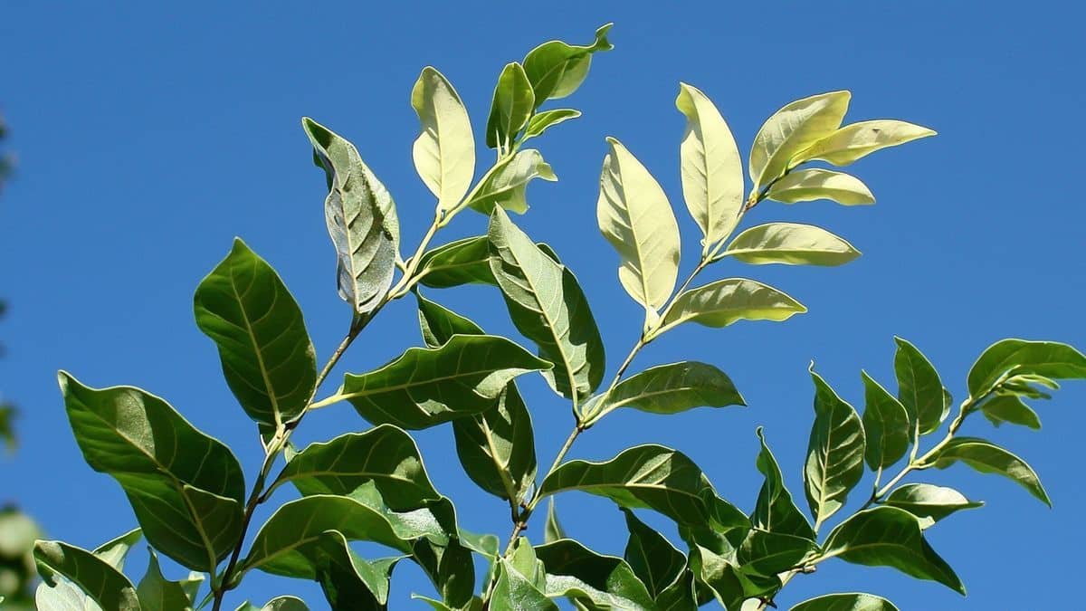 La plante cachée qui fleurit toute l’année sans arrosage : à adopter d’urgence pour un massif coloré