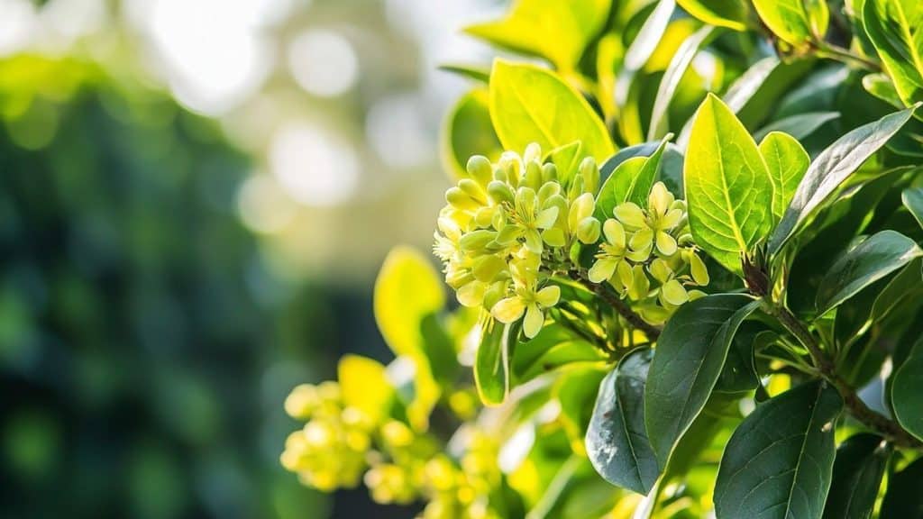 La vivace parfaite qui remplace 10 plantes et fleurit toute l'année