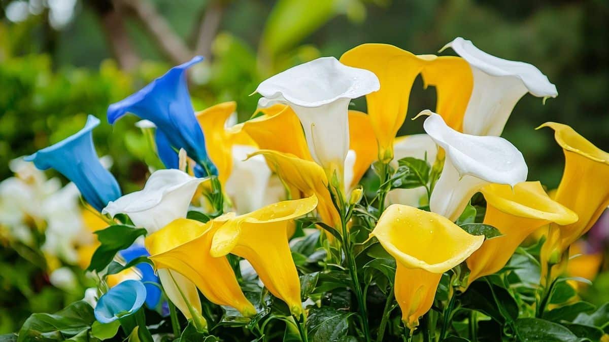 La vivace qui se sème en mai et transforme votre jardin en tapis de fleurs spectaculaires