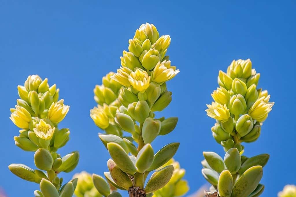 Ma plante grasse a explosé en fleurs sans eau pendant 6 mois… la technique qui rend fou mes voisins
