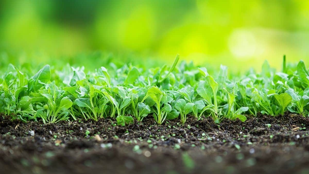 Ne jetez plus l’herbe tondue : 3 façons ingénieuses de la recycler pour booster votre potager