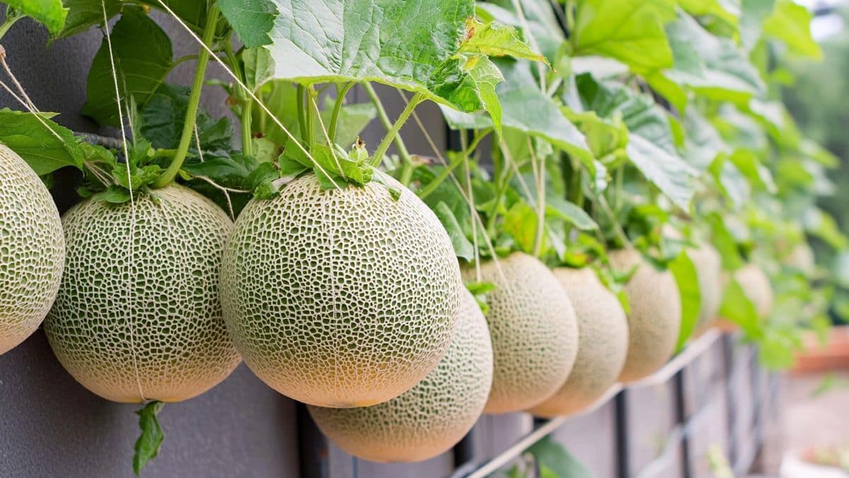 Une simple ficelle entre les plants suffit à éviter une erreur qui coûte cher aux melons