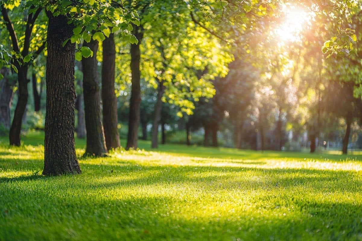 Vous tondez trop ? Pourquoi changer cette habitude peut révéler une pelouse pleine de vie