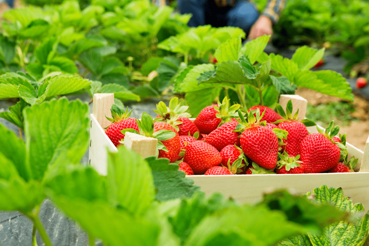 L'association secrète qui rend vos fraises 3 fois plus sucrées