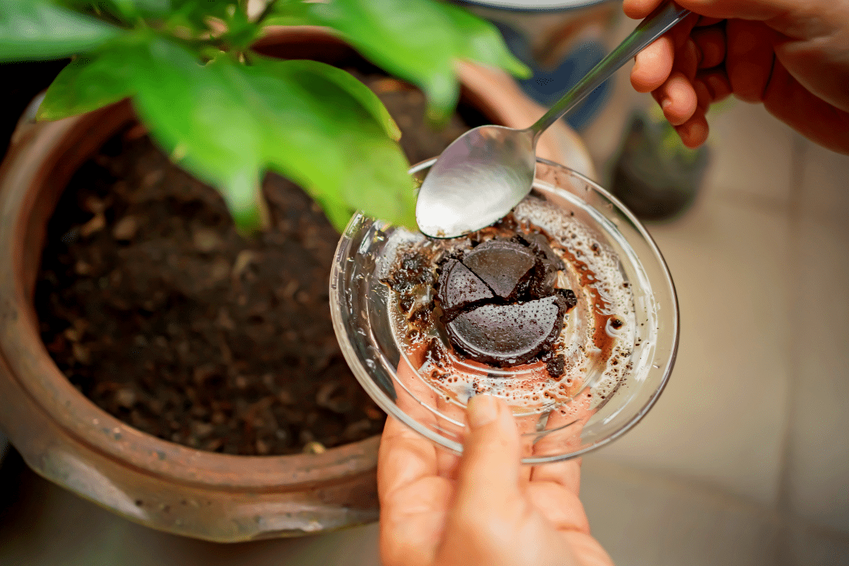 Ce mélange vinaigre et marc de café va transformer vos plantes en quelques jours, essayez cette astuce oubliée !