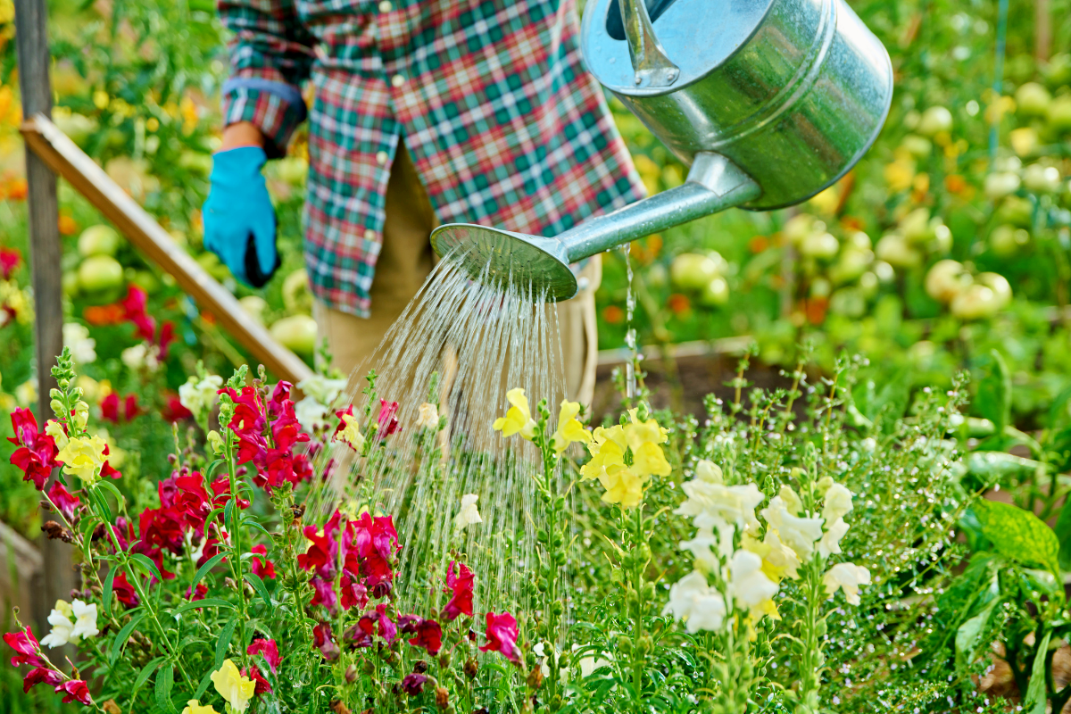 Ce vieux clou rouillé dans l’arrosoir rend vos plantes plus vertes (et ce n’est pas une légende)