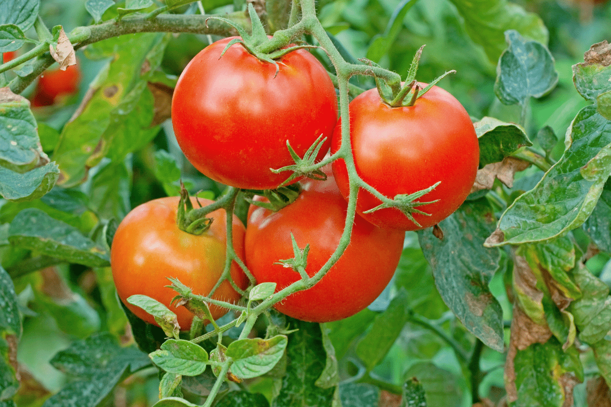 Le remède miracle contre la pourriture des tomates que personne ne connaît