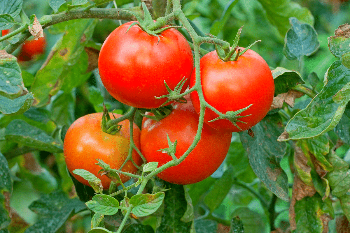 Fini les tuteurs ! La méthode ultra-pratique pour des plants de tomates robustes et gain de place