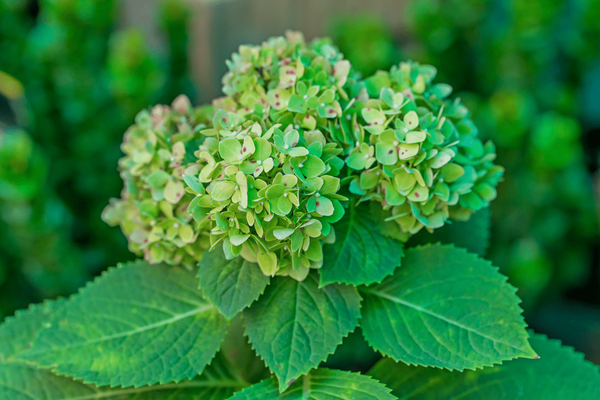 Hortensias qui restent verts ? Le secret des fleuristes pour les faire bleuir