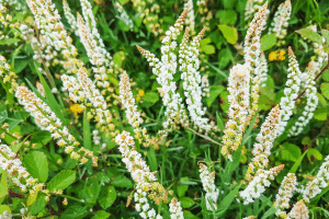 Le réséda : une plante à double usage