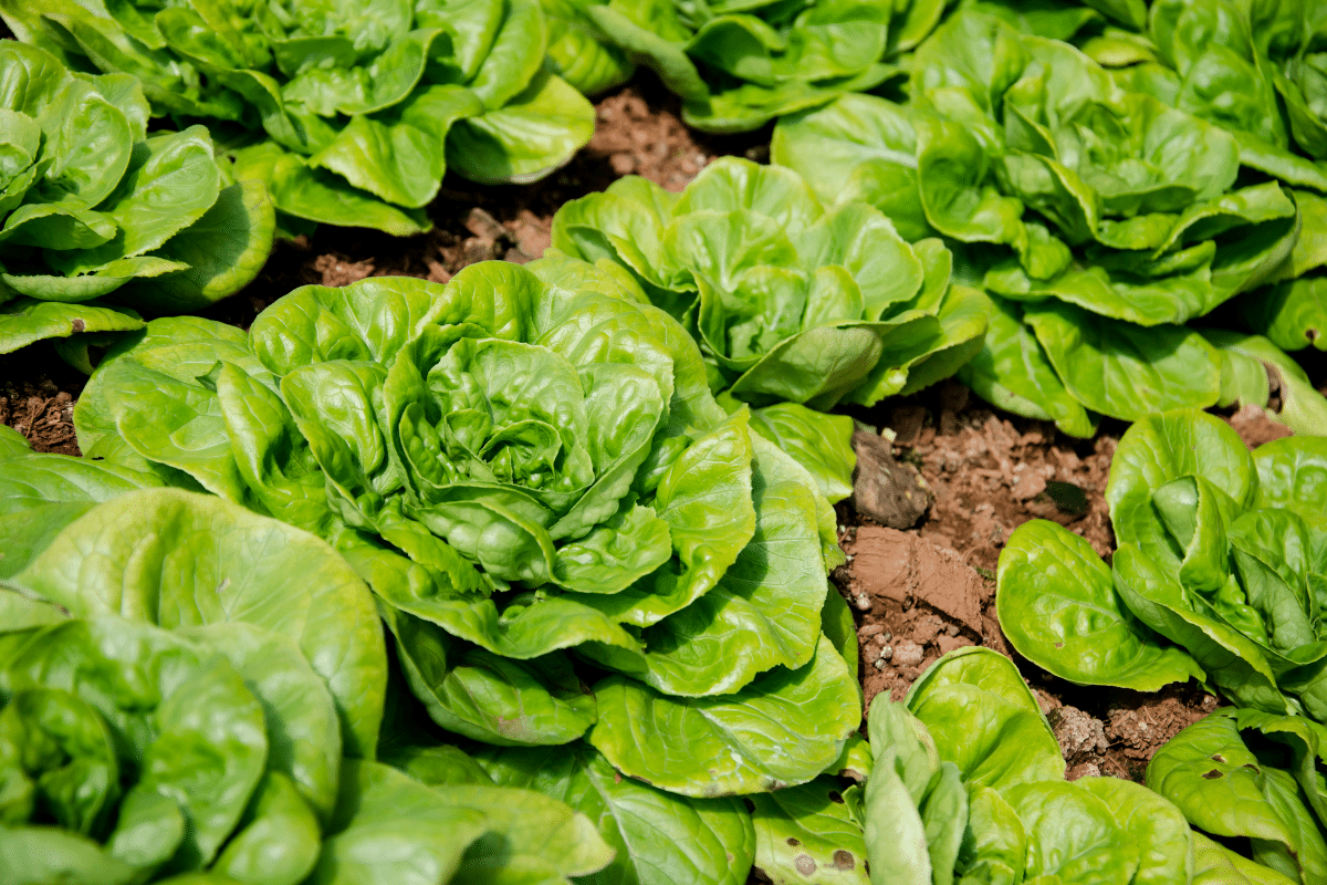 Vos salades montent toujours ? Ce vieux truc de jardinier change la donne