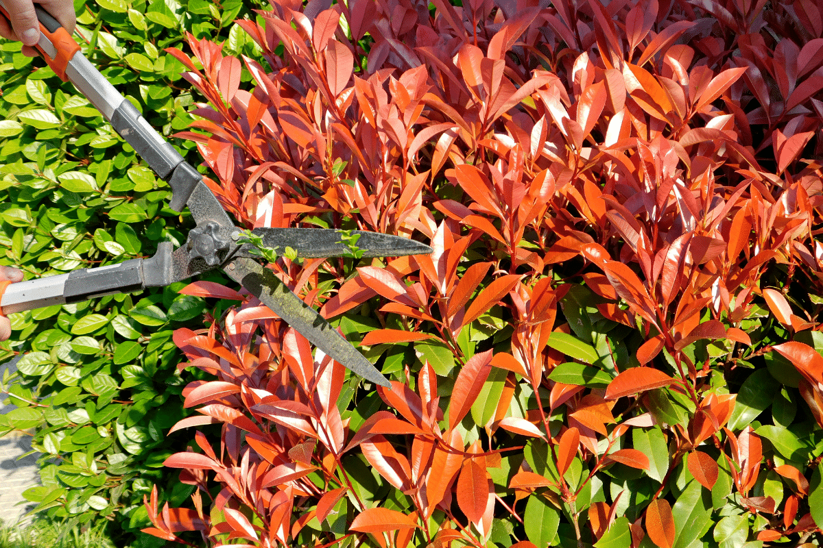 Photinias mal taillés ? Découvrez enfin quand les couper pour une haie parfaite