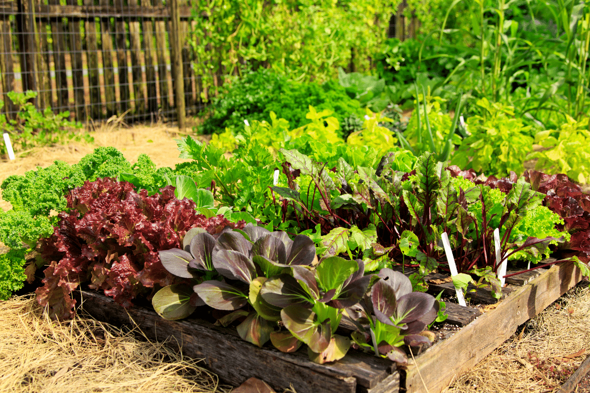 Pourquoi les jardiniers malins plantent cet objet bizarre au potager