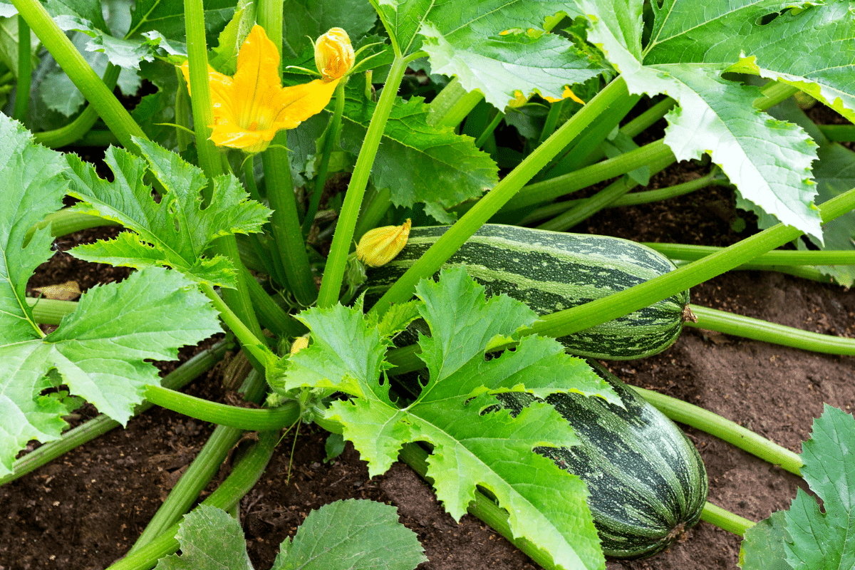 Ce vieux remède pour les pieds abîmés redonne vie aux feuilles jaunies des courgettes