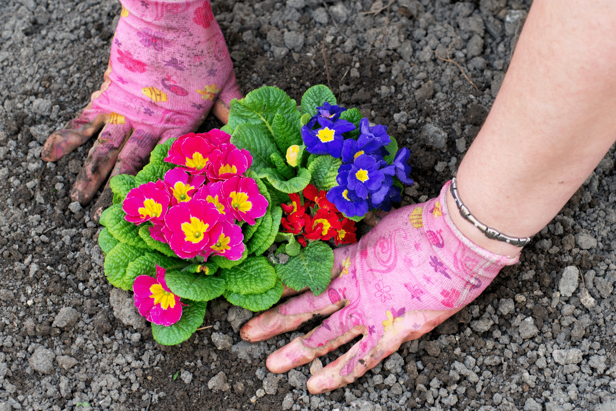 Plantez ces 3 fleurs en juin : elles transforment un coin sec en tableau vivant