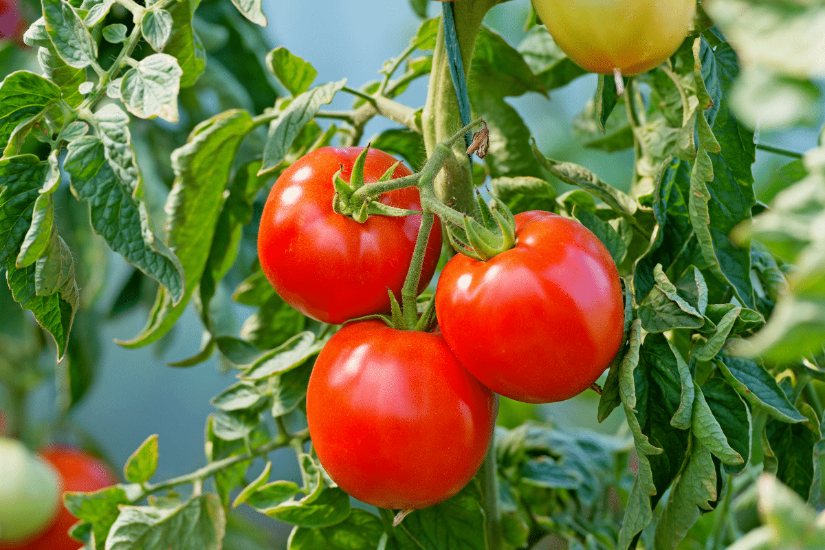 Un pro m’a soufflé ces 3 variétés de tomates ultra-résistantes : elles tiennent même sous 42 °C