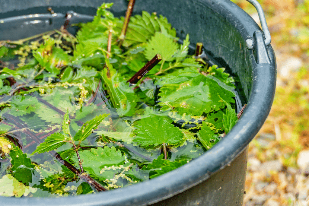 Ce purin de jardinier pro se prépare en 15 minutes et relance les fleurs en pot sans chimie