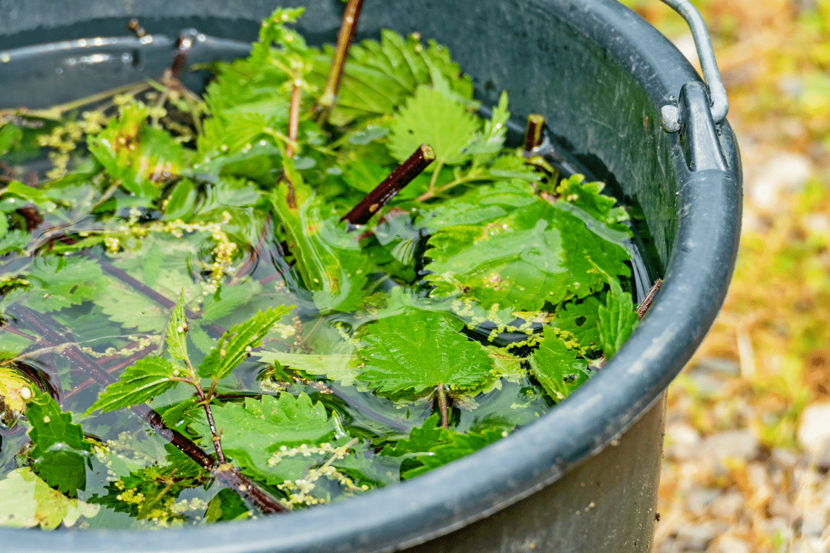 Ce purin de jardinier pro se prépare en 15 minutes et relance les fleurs en pot sans chimie