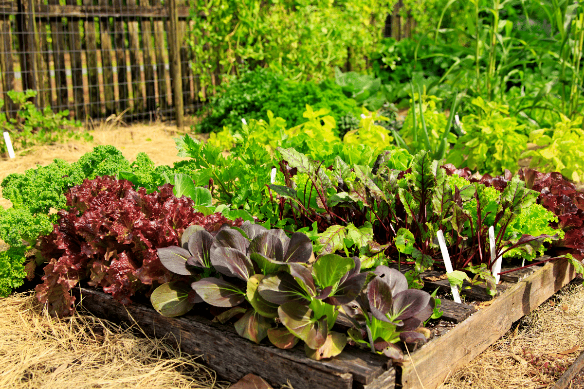 Ces variétés de légumes continuent à produire malgré la canicule… sans même les arroser