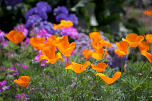 Le pavot de Californie