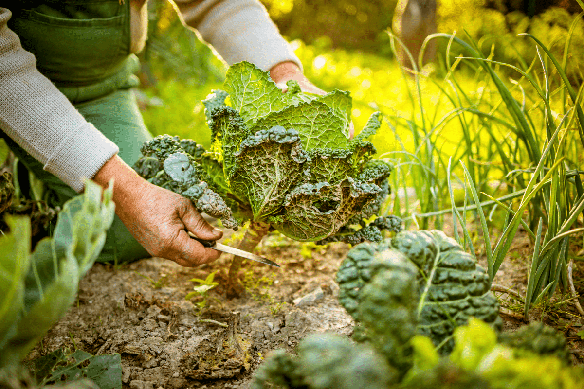 Ce système de rotation que m’a appris un vieux maraîcher a tout changé dans mon potager