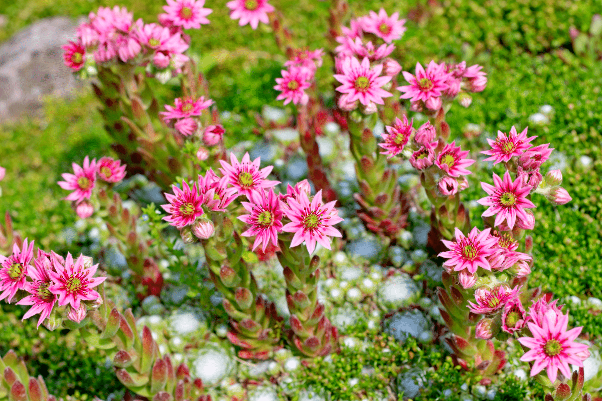 3 Plantes qui supportent les coups de vent secs mieux qu’une haie brise-vent classique