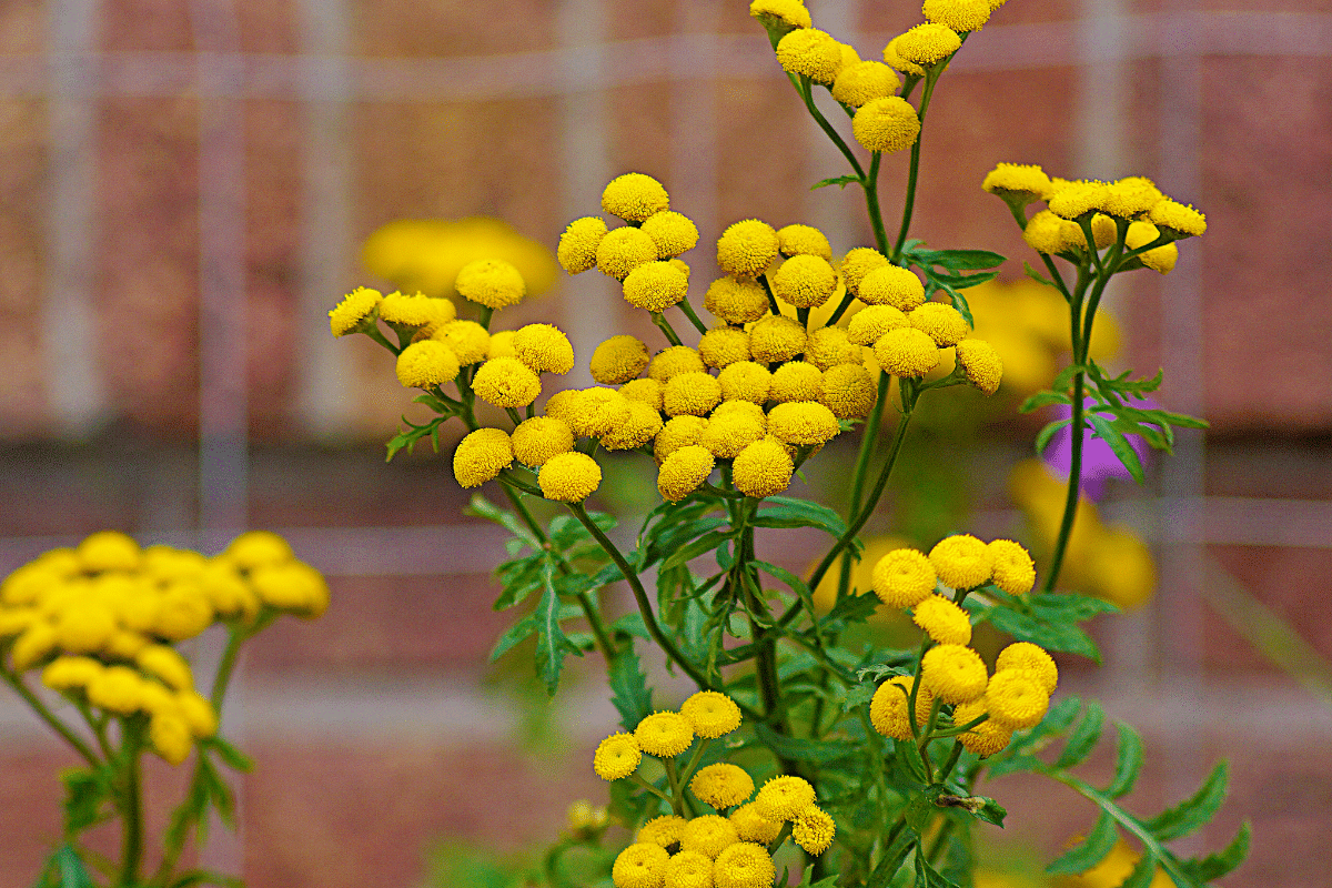La fleur dont tout le monde se moquait… jusqu’à ce qu’un jardinier dévoile son pouvoir secret contre les insectes