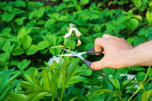 Éliminer les fleurs fanées et les feuilles mortes