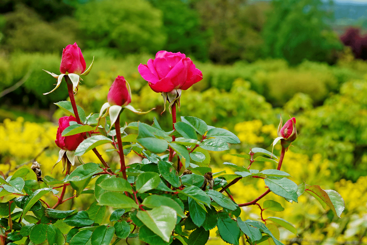 Ce geste oublié sur les rosiers au printemps double leur floraison en été