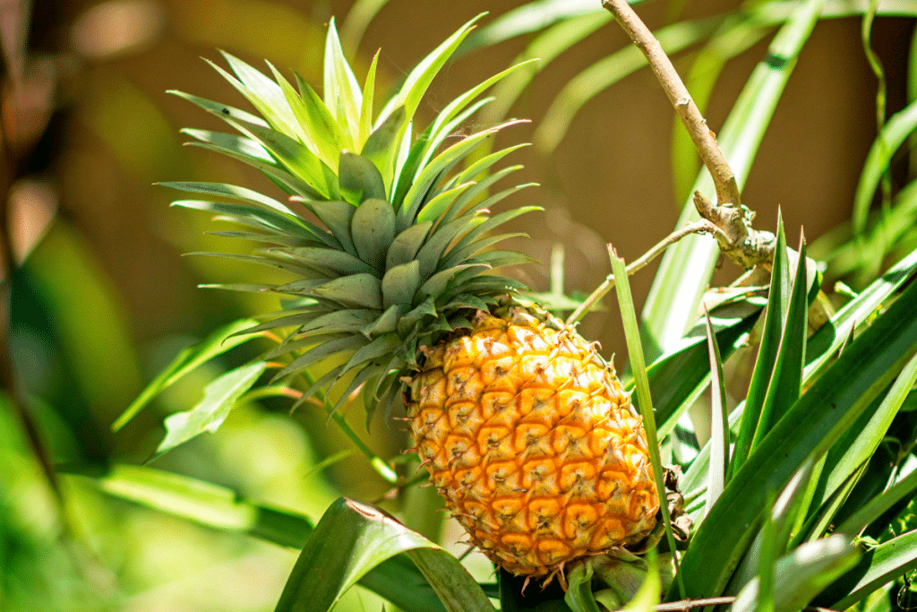 La découverte incroyable : comment j’ai fait repousser un ananas à partir d’un simple trognon oublié