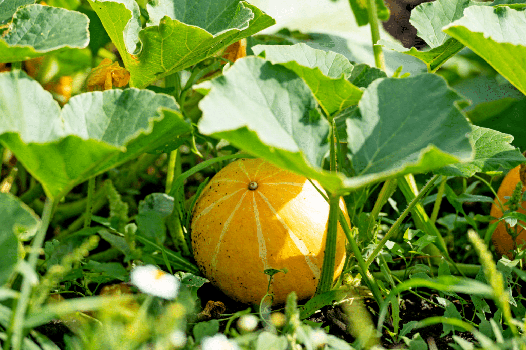 Voici pourquoi certains laissent de l’herbe haute autour des courges