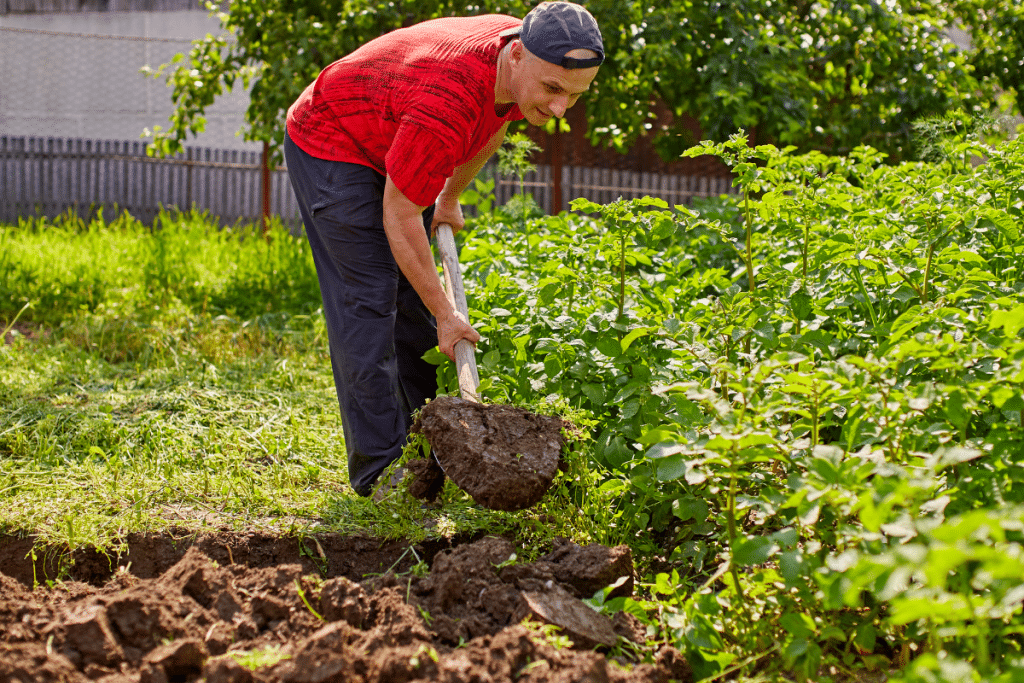Faut-il vraiment retourner la terre chaque année ? Ce que révèlent les spécialistes du sol