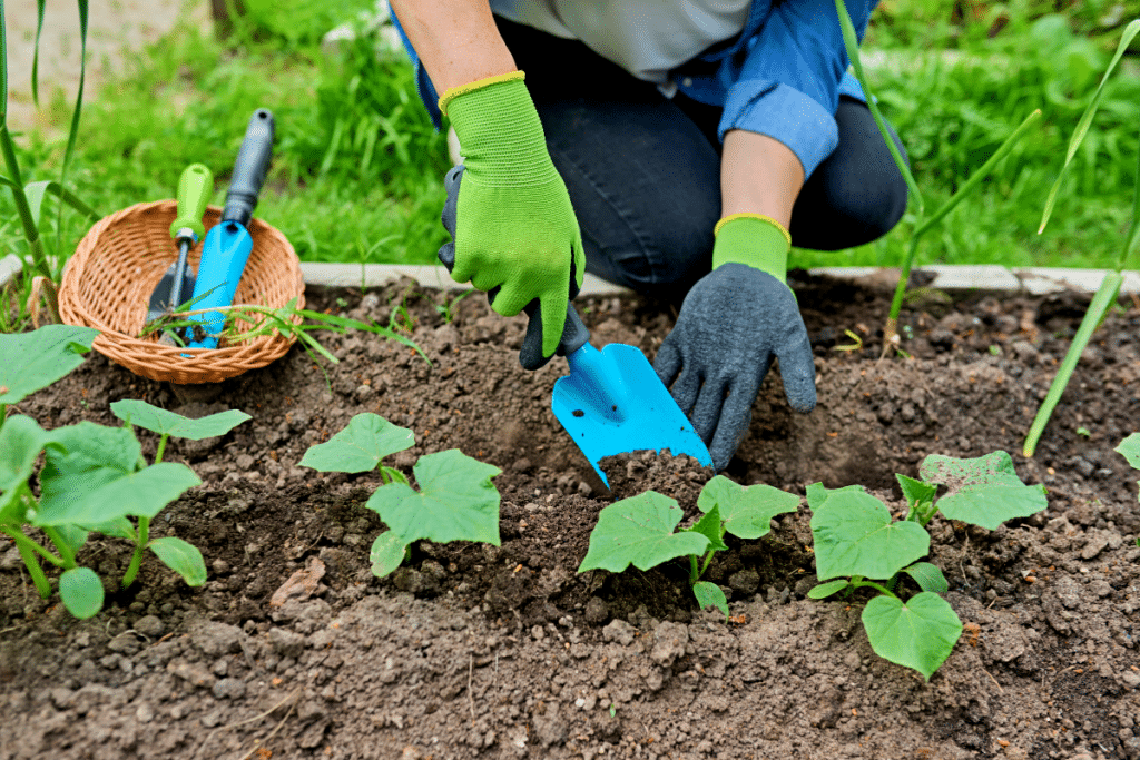 Semés fin juin, ces légumes résistent à la chaleur et produisent plus vite que vous ne l’imaginez