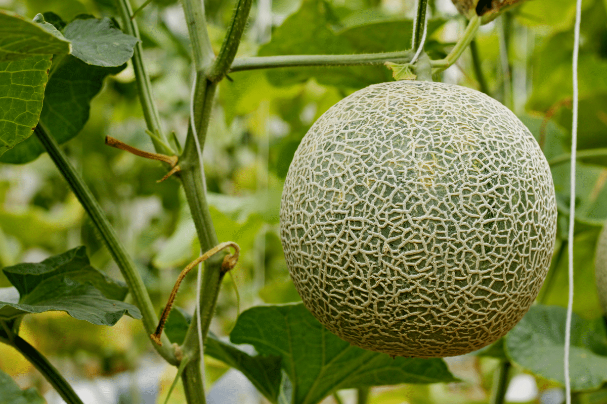 Une corde tendue à 30 cm du sol : la technique maline pour guider les melons sans les blesser