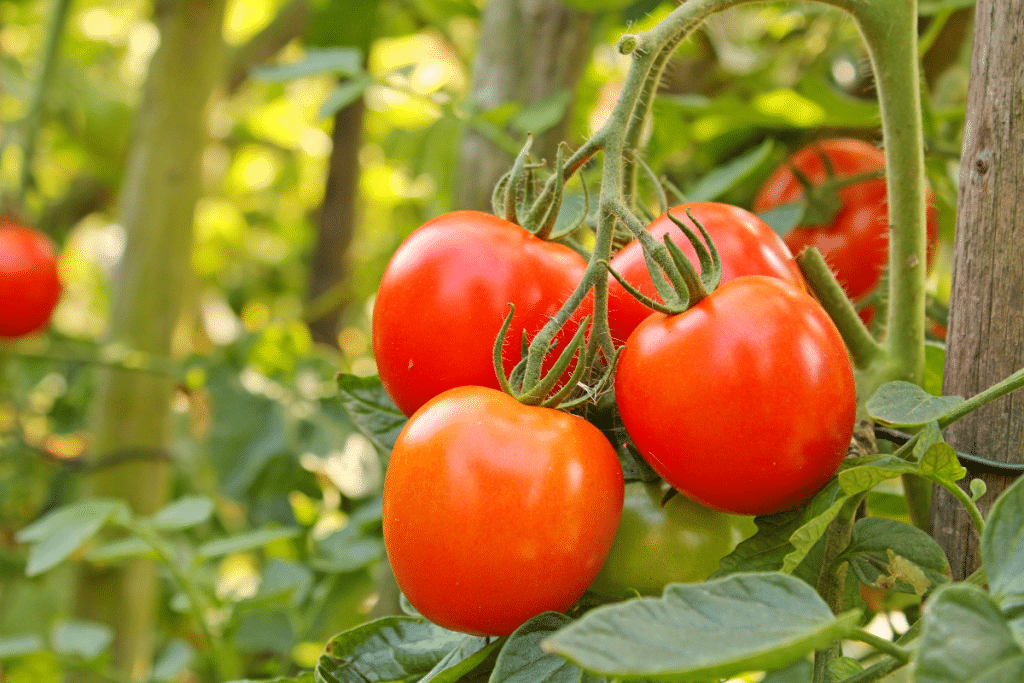 Un petit geste le soir qui a changé le goût de mes tomates du tout au tout