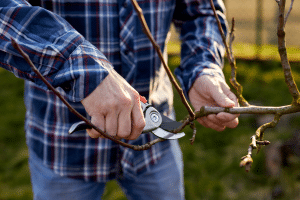 Techniques de taille pour optimiser l’ombre