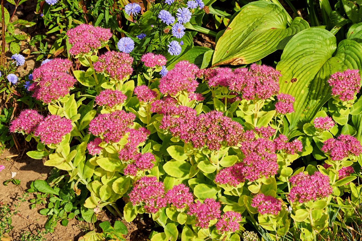 Ces fleurs supportent la sécheresse… mais deviennent moches si on fait cette erreur courante