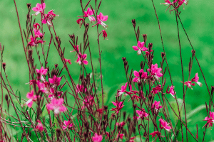 La gaura, une alternative vivace