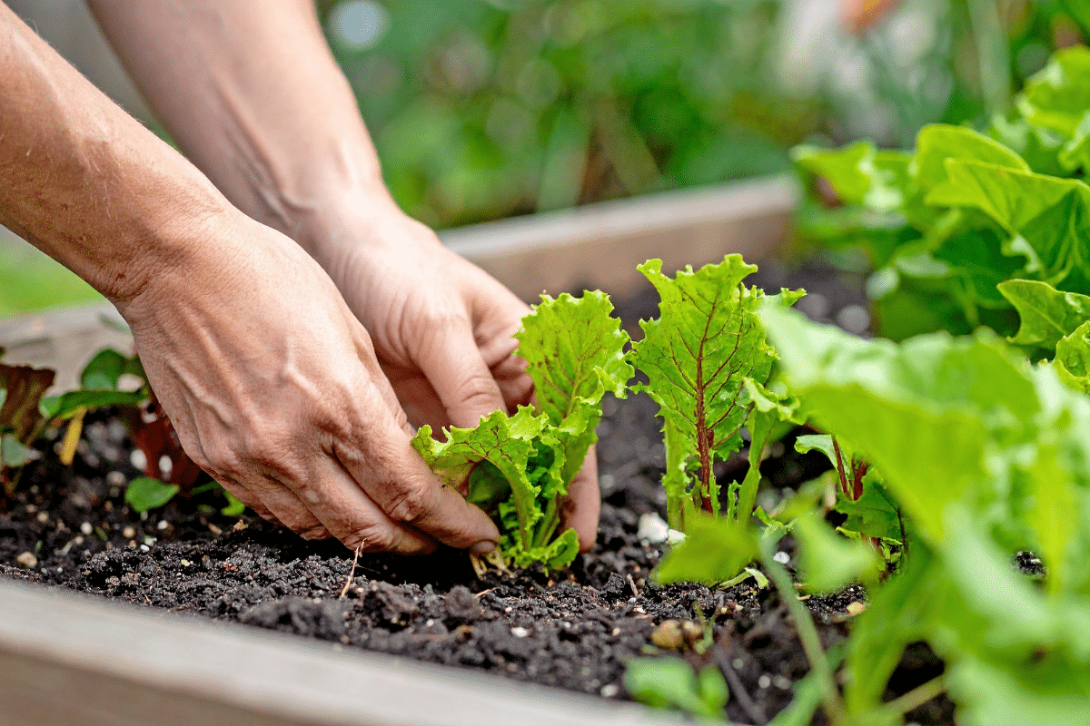 Les légumes à semer en juillet pour récolter encore en octobre (voire novembre)