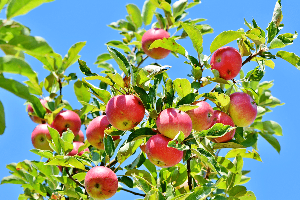 Ce piège à éviter absolument si vous plantez des arbres fruitiers dans votre jardin