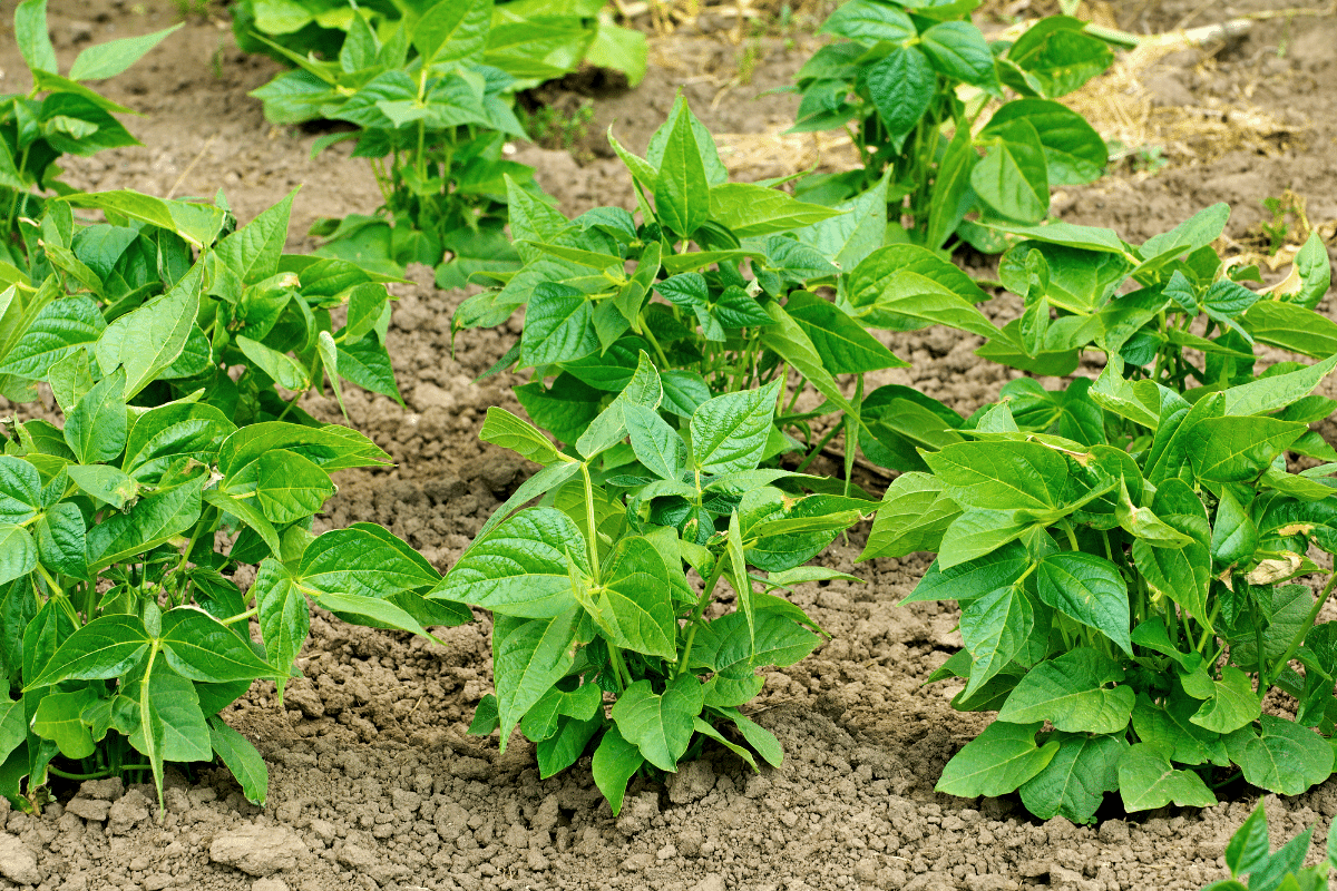Pourquoi de plus en plus de maraîchers plantent des haricots… au pied des framboisiers