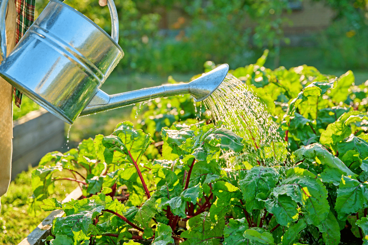 En juillet, ce geste simple vous évite des récoltes perdues à cause de la chaleur ou de l’humidité