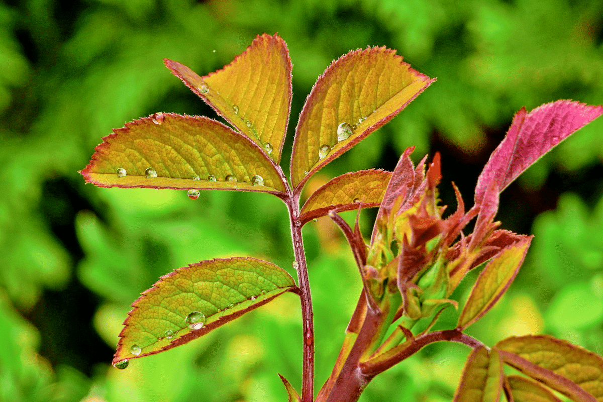 Le dessous des feuilles dit tout : apprenez à “lire” les plantes comme un expert