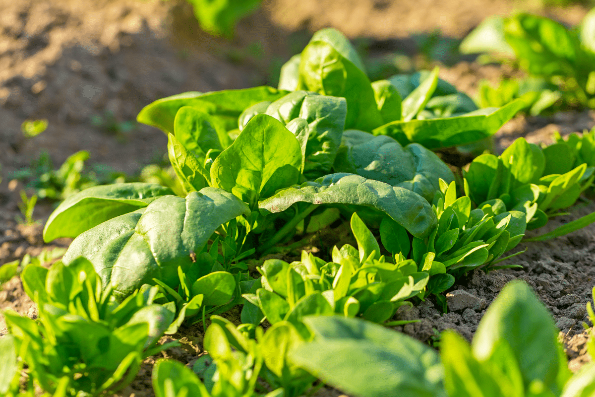 Ce légume se ressème tout seul chaque année : un cadeau pour les flemmards