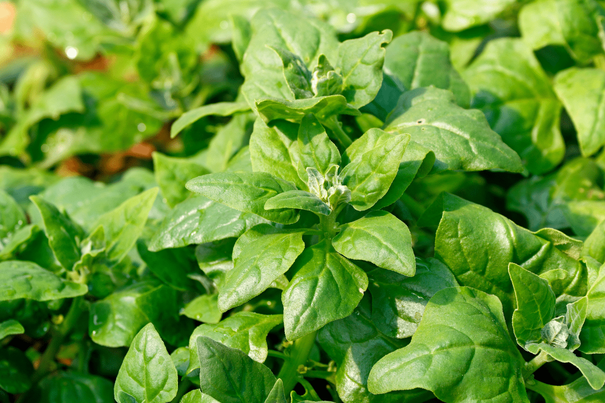 Ces 3 légumes-feuilles méconnus qu’on peut encore semer en juillet et qui poussent sans souci