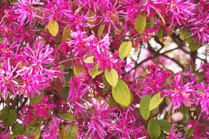 Loropetalum chinense