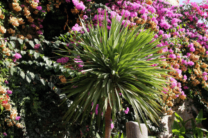 Les limites des cailloux blancs pour les plantes méditerranéennes