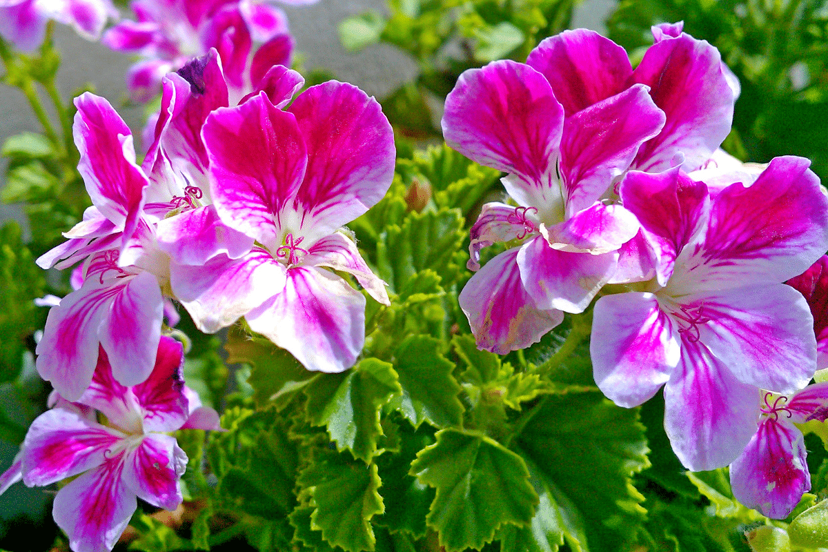 Les géraniums vivaces rustiques : 3 variétés à fleurs bicolores méconnues à découvrir maintenant